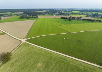 Luftaufnahme einer Landschaft mit Wiesen, Kühen, Ackerland und unbefestigten Straßen, Stokkum, Montferland, Gelderland, Niederlande. - AAEF24468