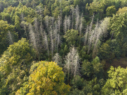 Luftaufnahme von abgestorbenen Tannen im Wald Bergherbos, Beek, Montferland, Gelderland, Niederlande. - AAEF24470