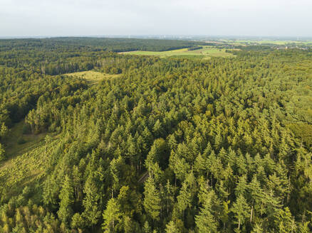 Luftaufnahme des hügeligen Mischwaldes Bergherbos, Zeddam, Montferland, Gelderland, Niederlande. - AAEF24471