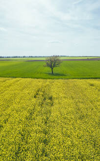 Luftaufnahme von bunten Rapsfeldern in der Landschaft bei Aljmas, Osijek-Baranja, Kroatien. - AAEF24530