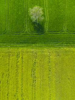 Luftaufnahme von bunten Rapsfeldern in der Landschaft bei Aljmas, Osijek-Baranja, Kroatien. - AAEF24532