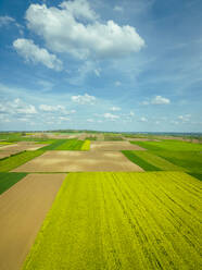 Aerial view of colourful rapeseed fields in countryside near Aljmas, Osijek-Baranja, Croatia. - AAEF24533