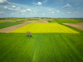 Luftaufnahme von bunten Rapsfeldern in der Landschaft bei Aljmas, Osijek-Baranja, Kroatien. - AAEF24534