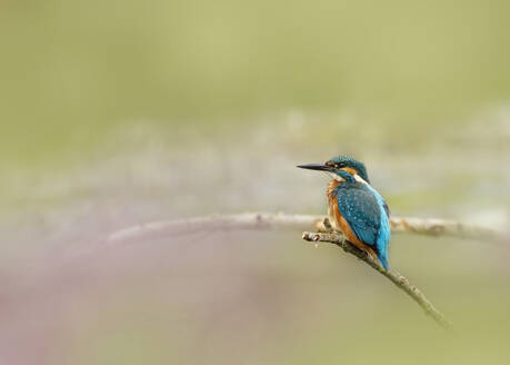 Kingfisher (Alcedo atthis) perching on branch - BSTF00245