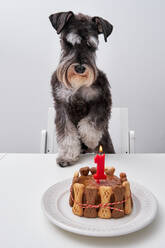 Adorable Miniature Schnauzer dog with black and white fur standing on chair at table near burning flame candle and cake in plate - ADSF48907