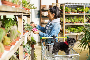 Side view of young woman in casual clothes choosing potted plants to buy and leashed puppy in harness in pushcart among shelves with cactuses and succulents in flower shop - ADSF48922