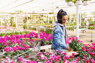 Glad Hispanic female customer with shopping cart choosing colorful potted Cyclamen flowers while standing in light floral shop with various plants - ADSF48926