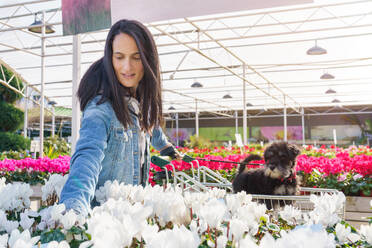 Female customer with little dog in shopping cart among colorful potted blossoming cyclamens choosing one to buy in flower shop - ADSF48930