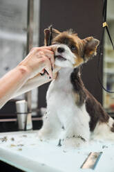 Crop anonymous male cutting wool of purebred cute dog with scissors at table in grooming salon - ADSF48984