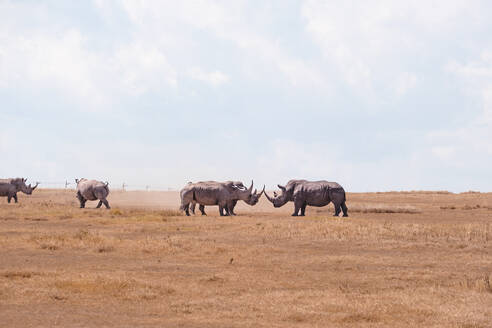 Wild rhinos stands in a sandy area interacting with each other on dry ground in sanctuary natural park in Africa - ADSF48986