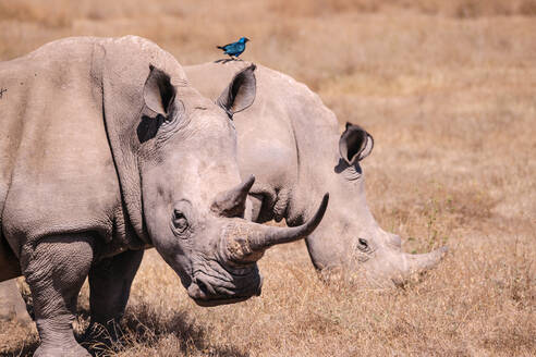 Side view of wild two rhinos interact closely in a dry savanna in sanctuary natural park in Africa with a vibrant blue bird perched on one of them - ADSF48987