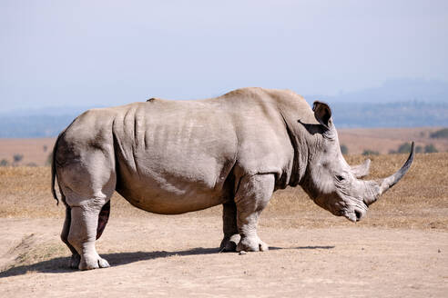 Side view lone wild rhino stands in a sandy area against a backdrop of trees in sanctuary natural park in Africa - ADSF48988