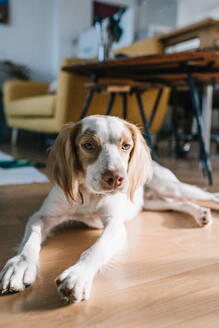 Adorable fluffy dog sitting on wooden floor in light modern room with blurred background and looking at camera while resting alone at home - ADSF49003
