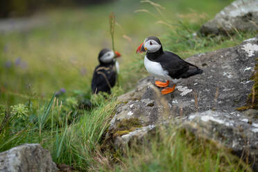 Small black and white Fratercula arctica birds with orange beaks and legs standing on rocky cliff covered with green grass in Faroe Islands - ADSF49021