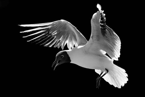 Side view of small black headed seagull with white plumage and opened mouth flying alone in Castilla La Mancha Spain in light against black background - ADSF49033