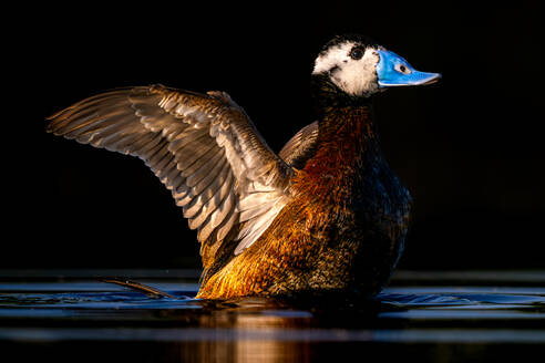 White headed duck taking wing from water surface of tranquil lake on dark backdrop in Castilla La Mancha - ADSF49035