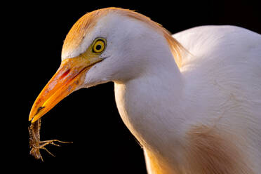 Cattle egret holding insect in beak while looking at camera with yellow eyes on black background - ADSF49037