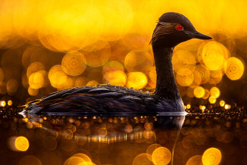 Seitenansicht von Schwarzhalstaucher schwimmen in ruhigen Wasser des Sees gegen gelbe Bokeh Lichter - ADSF49039