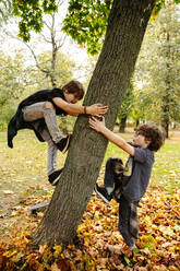 Siblings climbing on tree at autumn park - EYAF02863