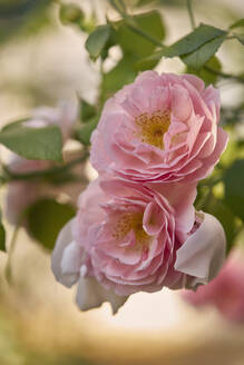 Close up delicate pink roses in bloom - FSIF06609