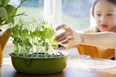 Girl planting pea shoots in planter - FOLF12360