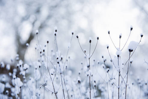 Close up of flower buds under snow - FOLF12366