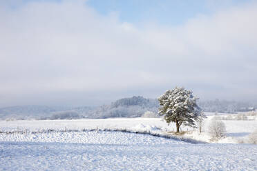 Tree and field in snow - FOLF12370