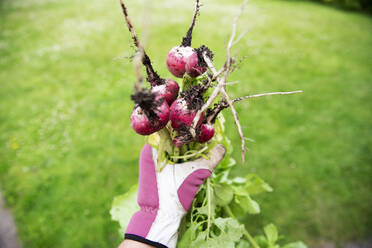 Hand of woman holding beetroot - FOLF12377