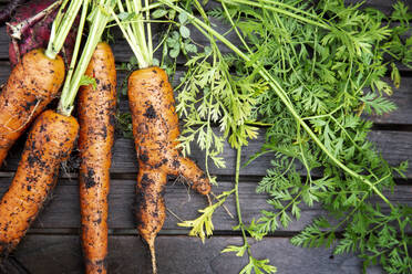 Carrots with soil on wooden table - FOLF12405