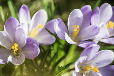 Close up of purple crocus flowers - FOLF12457