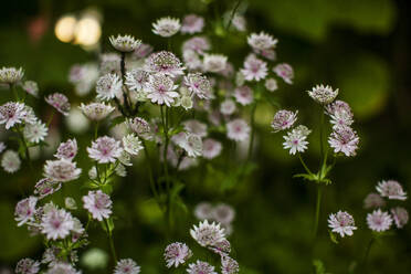 Close up of great masterwort flowers - FOLF12475