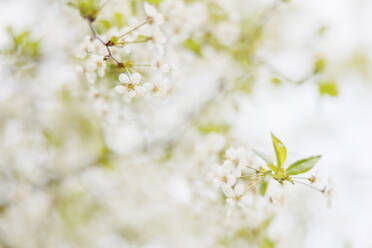 Close up of white flowers on tree - FOLF12521