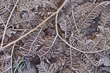 Close up of frost on ferns - FOLF12554