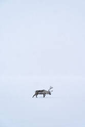 Rentiere, die im Winter im Schnee laufen - FOLF12559