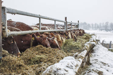 Cows grazing on hay during winter - FOLF12615