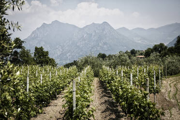 Vineyard and mountain range in Italy - FOLF12619
