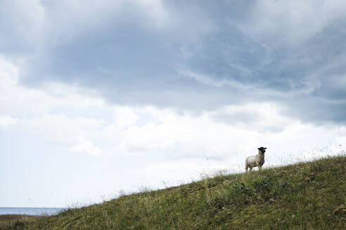Sheep on hill under clouds - FOLF12624