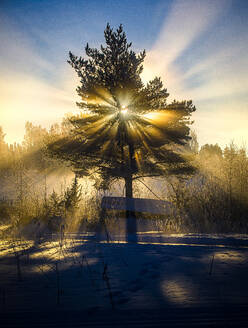 Tree and sunshine at sunset - FOLF12634