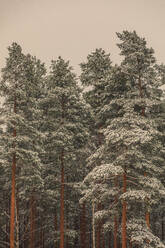 Snow and trees in forest at sunset - FOLF12635