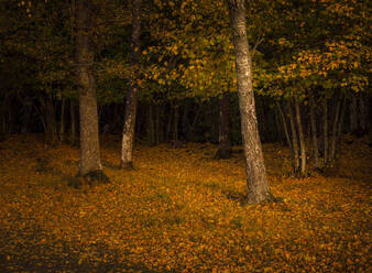 Tree trunks of autumn trees in forest - FOLF12636
