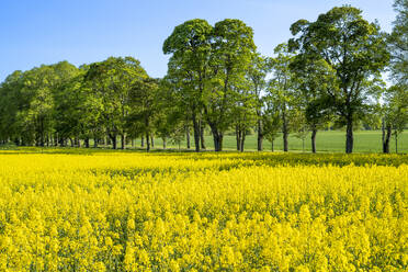 Field of rapeseed and trees on farm - FOLF12649