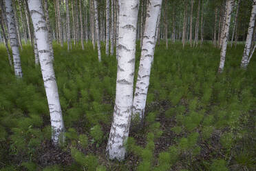 Poplar tree plantation, tree nursery growing tall straight trees with white  bark in Oregon, USA. Oregon, USA. 4/26/2012 - SuperStock