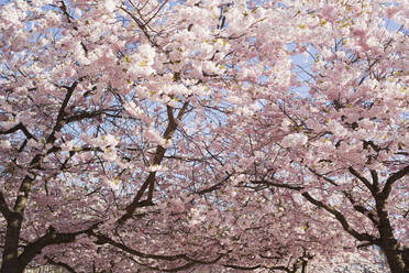 Low angle view of cherry blossom trees - FOLF12662