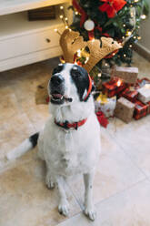 Obedient dog wearing reindeer headband near Christmas tree at home - EGHF00798