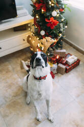 Dog wearing reindeer headband and sitting near Christmas tree at home - EGHF00799