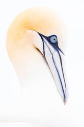 Close-up of a northern gannet's head with its sharp beak and striking blue eyes, captured against a pristine white background in Ireland - ADSF49069