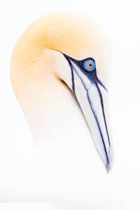Nahaufnahme des Kopfes eines Basstölpels mit seinem scharfen Schnabel und den auffallend blauen Augen, aufgenommen vor einem unberührten weißen Hintergrund in Irland - ADSF49069