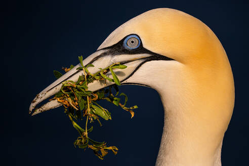 An adult northern gannet, with its vibrant blue eye, holds green plant material in its sharp beak against a deep blue background, perhaps gathering for a nest - ADSF49070