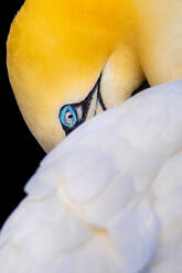 Close-up of a northern gannet's vibrant yellow head and piercing blue eye, with white feathers creating a soft contrast against a black background - ADSF49072
