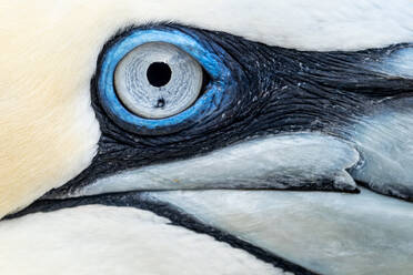 Detailed image of a northern gannet's striking blue eye surrounded by textured black and white feathers, giving a glimpse into the beauty of this seabird - ADSF49073